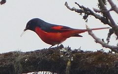 Pericrocotus brevirostris