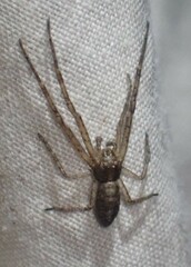 Tmarus angulatus
