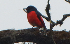 Pericrocotus brevirostris