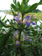 Hygrophila auriculata