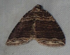 Anticlea multiferata