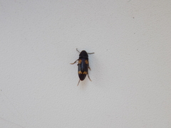 Dircaea quadriguttata