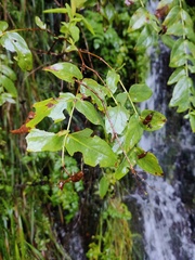 Hypericum grandifolium