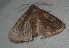 Cerastis tenebrifera