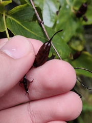 Hypericum grandifolium