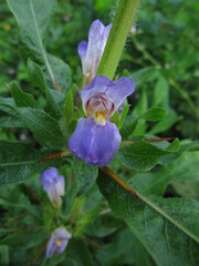 Hygrophila auriculata