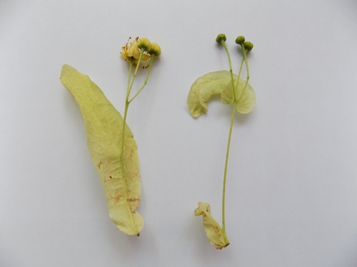 Didžialapė liepa nuotrauka