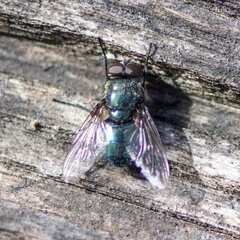 Protophormia terraenovae