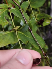 Hypericum grandifolium