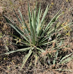 Agave angustifolia rubescens
