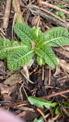 Primula elatior
