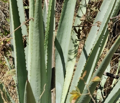 Agave angustifolia rubescens
