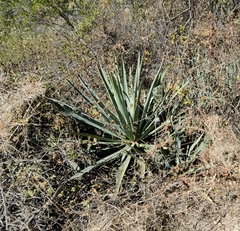 Agave angustifolia rubescens