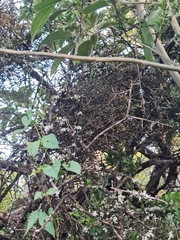 Viscum rotundifolium