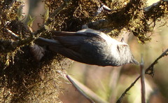 Lophophanes dichrous