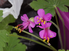Geranium macrorrhizum
