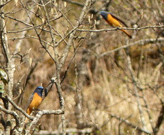 Phoenicurus frontalis