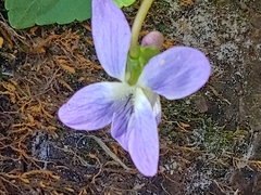 Viola floridana