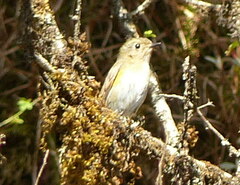Tarsiger rufilatus