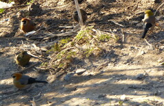 Pyrrhula erythrocephala