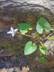 Viola floridana