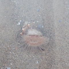 Calliactis parasitica