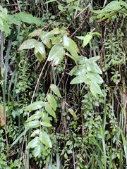 Hypericum grandifolium