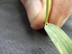 Poaceae