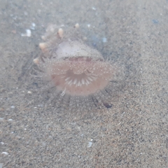 Calliactis parasitica