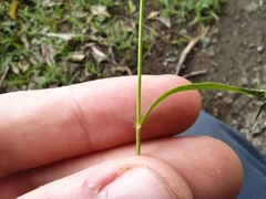 Poaceae
