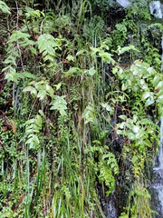 Hypericum grandifolium