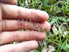 Poaceae