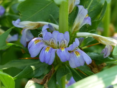 Hygrophila auriculata