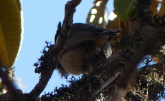 Sitta himalayensis