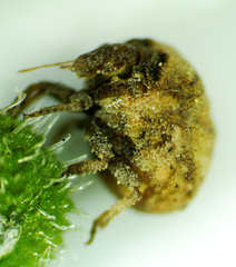 Vilpianus galii