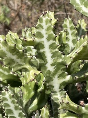 Euphorbia lactea