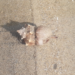 Calliactis parasitica