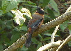 Heterophasia capistrata