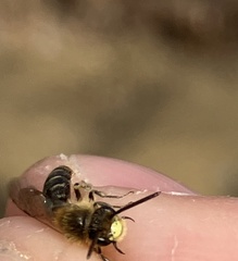 Andrena nida