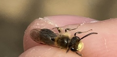 Andrena nida