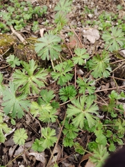Geranium dissectum