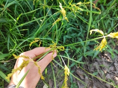 Cyperus iria image