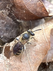 Andrena miserabilis