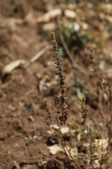 Micromeria imbricata image