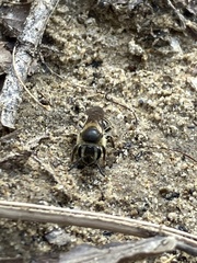 Andrena miserabilis