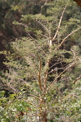 Vachellia abyssinica