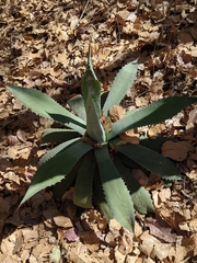 Agave seemanniana