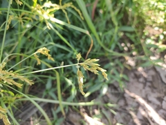 Cyperus iria image