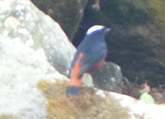 Phoenicurus leucocephalus