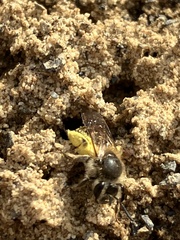 Andrena miserabilis